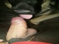 Gay&rsquo;s dick got sucked by a dog beastiality taboo